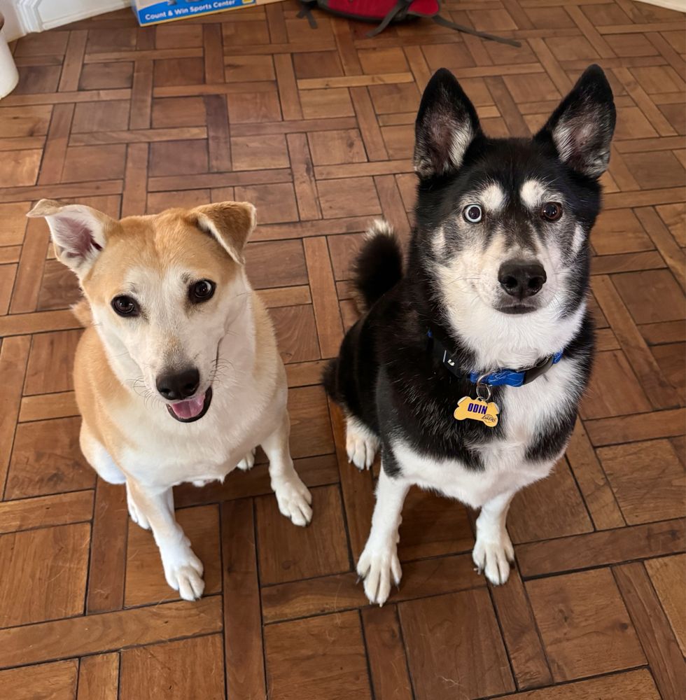 THE SOGGIE DOGGIE MOBILE PET GROOMING Updated October 2024 69