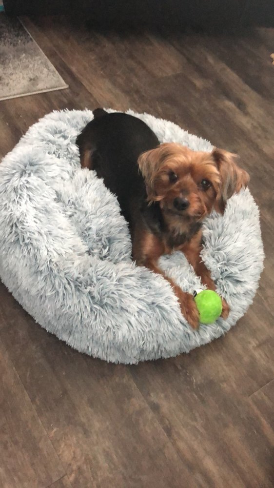 HELLOVET PET CARE AT HOME 25 N Market St, Jacksonville, FL Yelp