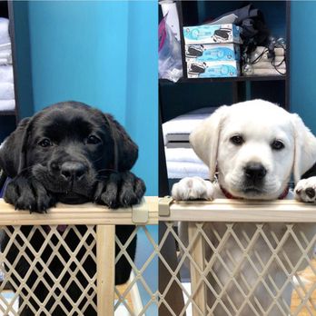 Micons Labradors - Sophie and Cooper - Pet Services Near Me - Lodi, California Micons Labradors - Sophie and Cooper - Pet Services Near Me - Lodi, California