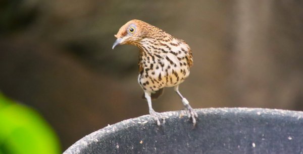 Central Park Zoo by null