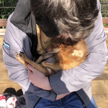 Pets Eternal Rest - Giving her much love at the end... - Veterinarians Near Me - Walnut Creek, California Pets Eternal Rest - Giving her much love at the end... - Veterinarians Near Me - Walnut Creek, California