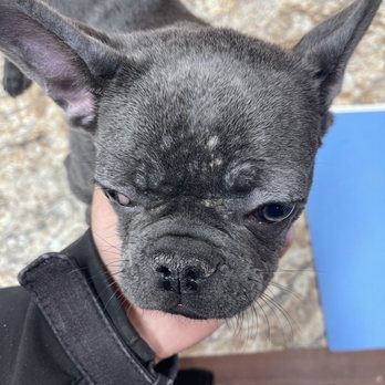 Puppy Paws - Moré bacteria infection on his forehead and section between eyes and nose. - Pet Stores Near Me - Ozone Park, New York
