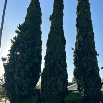 Padilla Tree Service - Before - Tree Services Near Me