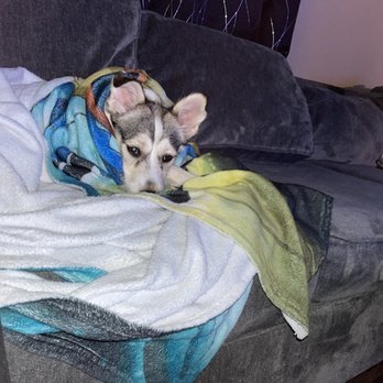 Animal Rescuers Without Borders - She's finally adopted! - Animal Shelters Near Me Animal Rescuers Without Borders - She's finally adopted! - Animal Shelters Near Me
