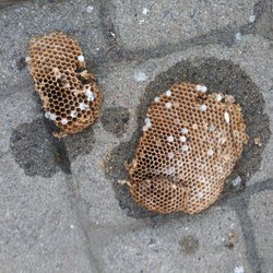 Bra-Wey Services - Yellow Jackets Nest from the bottom of a wood pile in E. Weymouth.