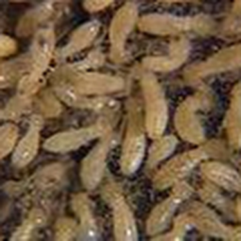 Weldon Termite & Pest Control - untitled - Pest Control Near Me - Champaign, Illinois Weldon Termite & Pest Control - untitled - Pest Control Near Me - Champaign, Illinois
