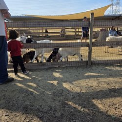 Barnyard Buddies - Oops. Dupe.