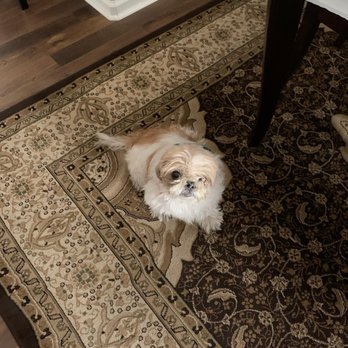 Veterinary Surgical Specialists - Two months after ear surgery, her left eye is healing but is permanently damaged. - Veterinarians Near Me - Tustin, California Veterinary Surgical Specialists - Two months after ear surgery, her left eye is healing but is permanently damaged. - Veterinarians Near Me - Tustin, California