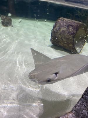 National Mississippi River Museum & Aquarium by null