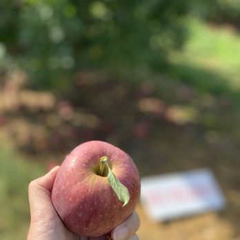 Marker-Miller Orchards - I like how the leaf's still attached to the stem for this apple. - Bakeries Near Me - Winchester, Virginia Marker-Miller Orchards - I like how the leaf's still attached to the stem for this apple. - Bakeries Near Me - Winchester, Virginia