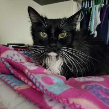 1st Pet Veterinary Centers - Chandler - Last Place I Layed with My Mommy for Hours. - Veterinarians Near Me - Chandler, Arizona 1st Pet Veterinary Centers - Chandler - Last Place I Layed with My Mommy for Hours. - Veterinarians Near Me - Chandler, Arizona