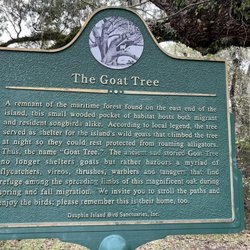Goat Trees