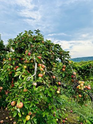 Marker-Miller Orchards by null