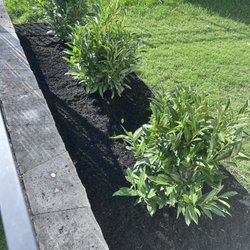 Jenkins Nursery & Landscaping - Beautiful schip laurels