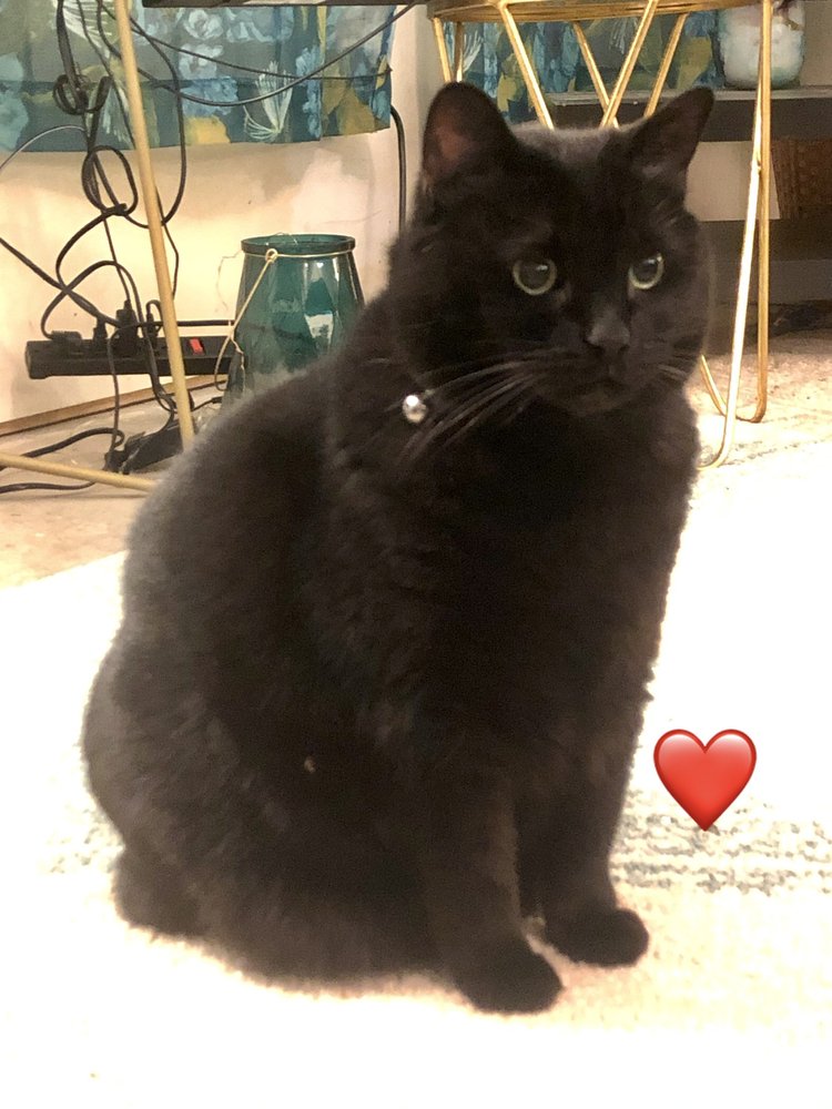 MEDLOCK BRIDGE ANIMAL HOSPITAL Updated August 2024 27 Reviews