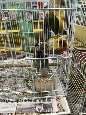 Pete’s Pet Supply by null