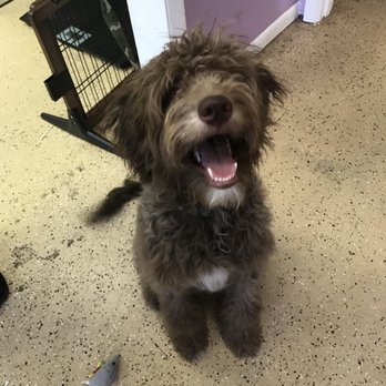 D's Doggie Do's & Cats Too - Pet Groomers Near Me - Bloomington, Indiana