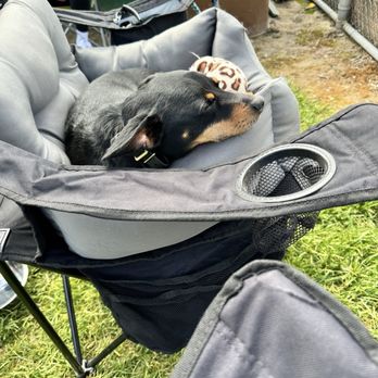 Sit Means Sit - Exhausted - Pet Training Near Me - Tigard, Oregon