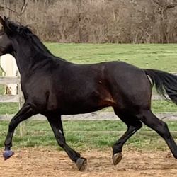 Old Stone Riding Center