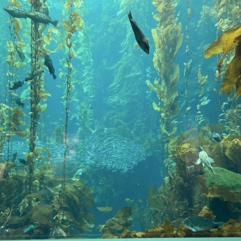 Monterey Bay Aquarium - Aquariums Near Me - Monterey, California
