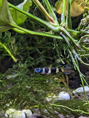 Preuss Pets by null