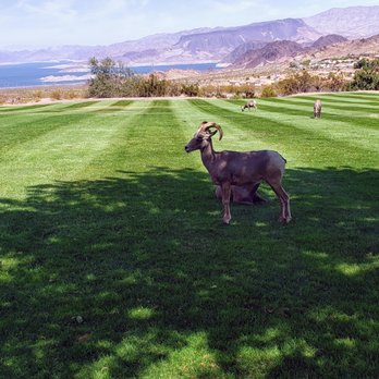 Sweetours - desert bighorn sheep in Hemenway Valley Park - Tours Near Me - Las Vegas, Nevada Sweetours - desert bighorn sheep in Hemenway Valley Park - Tours Near Me - Las Vegas, Nevada