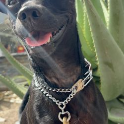 Active Canine Academy