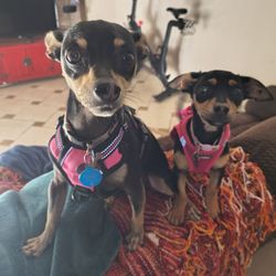 Off The Charts - Dispensary in Palm Springs Williams Rd - Luna and Bella ready to go to OTC.