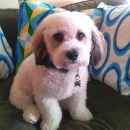 Little Dexter love his hair cut. I would not take Dexter to be groomed by anyone else. Little Dexter love his hair cut. I would not take Dexter to be groomed by anyone else.