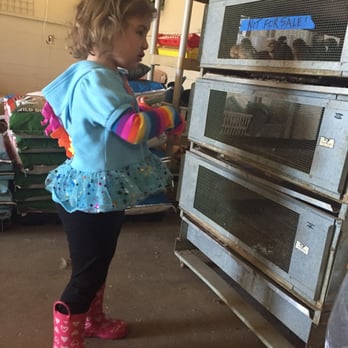 Red Barn Feed Store - Emily getting a chick - Livestock Feed & Supply Near Me - Kennedale, Texas Red Barn Feed Store - Emily getting a chick - Livestock Feed & Supply Near Me - Kennedale, Texas