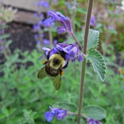 Colorscapes Greenhouse & Nursery - Open April-July