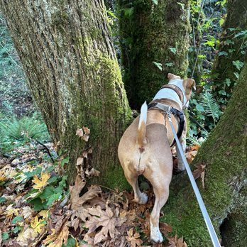 Sequalitchew Creek Trail - What might be below aside from the creek? - Hiking Near Me - Dupont, Washington Sequalitchew Creek Trail - What might be below aside from the creek? - Hiking Near Me - Dupont, Washington