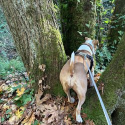 Sequalitchew Creek Trail - What might be below aside from the creek?