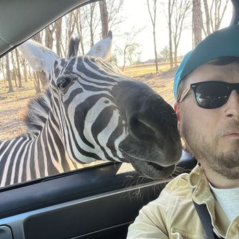 Franklin Drive Thru Safari - Zebra - Petting Zoos Near Me - Franklin, Texas Franklin Drive Thru Safari - Zebra - Petting Zoos Near Me - Franklin, Texas