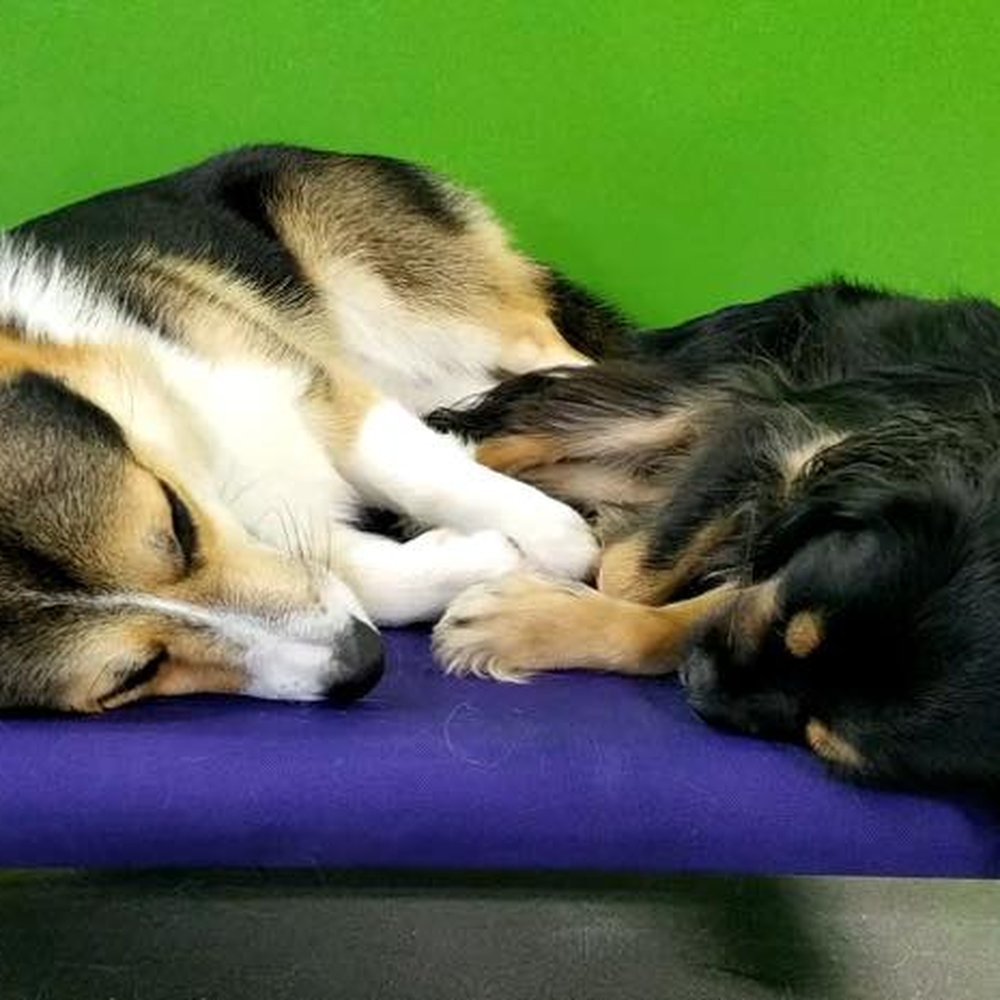 PetSuites Cypress - Bentley taking a nap with his best friend at daycare, Charli - Pet Training Near Me - Houston, Texas PetSuites Cypress - Bentley taking a nap with his best friend at daycare, Charli - Pet Training Near Me - Houston, Texas