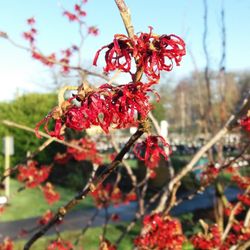 Country Garden Plant Centre