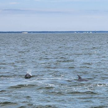 Capt. Mike's Dolphin Adventure Tour - Tours Near Me - Tybee Island, Georgia Capt. Mike's Dolphin Adventure Tour - Tours Near Me - Tybee Island, Georgia