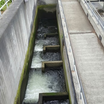 Hiram M Chittenden Locks - Fish ladder - Landmarks & Historical Buildings Near Me - Seattle, Washington