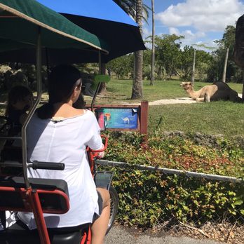 Zoo Miami - Bring an umbrella for the kids who sit in front because the bike does not cover the front. - Zoos Near Me - Miami, Florida Zoo Miami - Bring an umbrella for the kids who sit in front because the bike does not cover the front. - Zoos Near Me - Miami, Florida