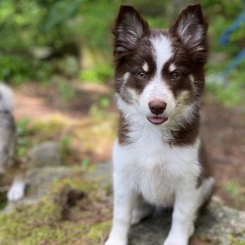 L&L Pomsky Puppies - Searching for her forever home - Pet Breeders Near Me L&L Pomsky Puppies - Searching for her forever home - Pet Breeders Near Me