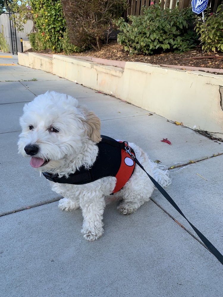 CANINE CLIPS DOG GROOMING Updated September 2024 27 Photos & 23