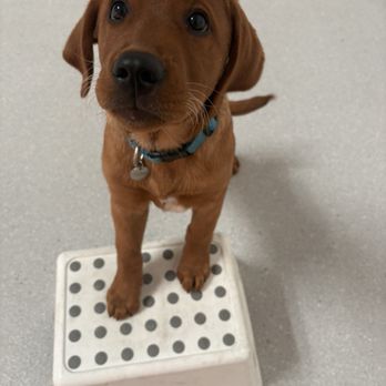 EveryDog - Pepperoni and Dave are working on exposure to new objects - Pet Training Near Me - Tustin, California EveryDog - Pepperoni and Dave are working on exposure to new objects - Pet Training Near Me - Tustin, California