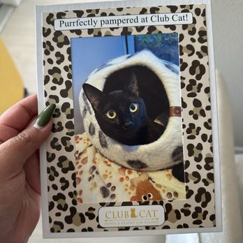 Club Cat - Postcard they sent me home with! - Pet Boarding Near Me - Irvine, California Club Cat - Postcard they sent me home with! - Pet Boarding Near Me - Irvine, California