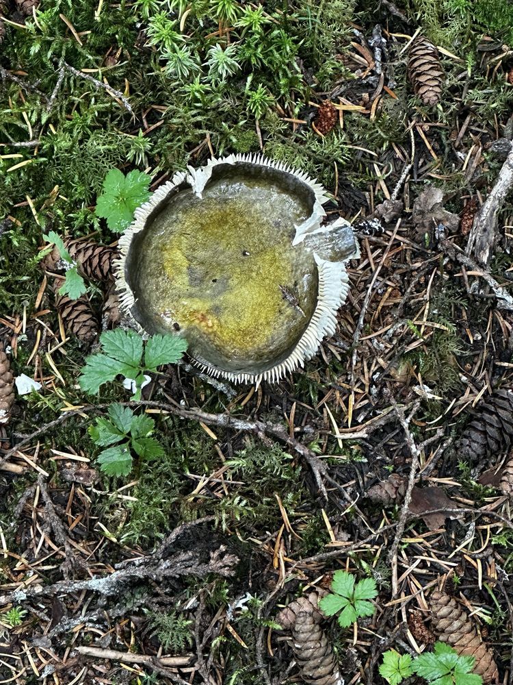 Chugach State Park Bird Point Trailhead Logo