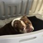 Photo of A&M Mobile Dog Grooming