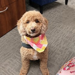 The Dog Shop - Freshly groomed pup