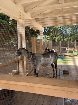 Honolulu Zoo by null