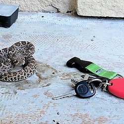 Arizona Snake Fence