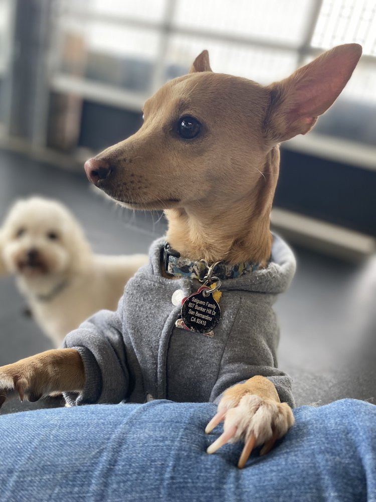 PSS PET HOTEL UPLAND 42 Photos & 25 Reviews 913 W Foothill Blvd