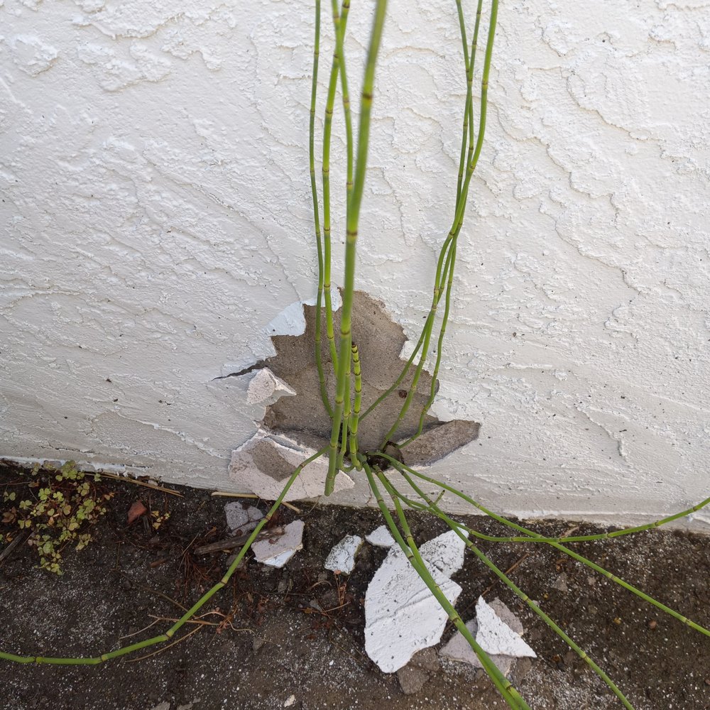 Best Choice Home Remodeling - Don't plant Horsetail. Invasive. Popped the stucco off. - Windows Installation Near Me - Poway, California Best Choice Home Remodeling - Don't plant Horsetail. Invasive. Popped the stucco off. - Windows Installation Near Me - Poway, California